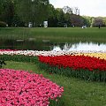 Tulipany #OgródBotaniczny