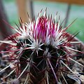 Echinocereus chloranthus v. longispinus