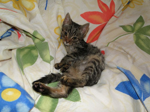 Koty do adopcji #adopcja #adopcje #Gliwice #kocięta #kot #kotki #koty #pomoc #przygarnę #schronisko #zaadoptuję #zwierzęta