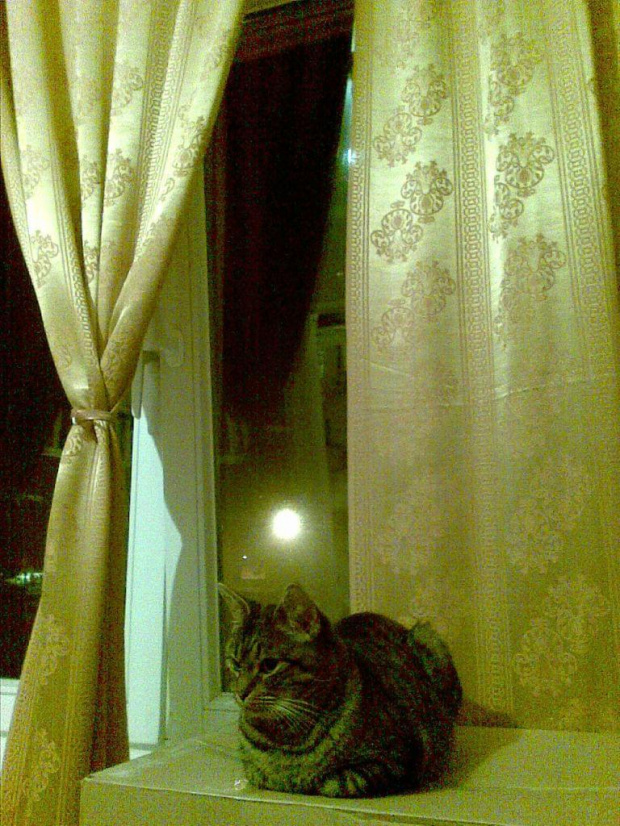 Koty do adopcji #adopcja #adopcje #Gliwice #kocięta #kot #kotki #koty #pomoc #przygarnę #schronisko #zaadoptuję #zwierzęta