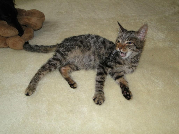 Koty do adopcji #adopcja #adopcje #Gliwice #kocięta #kot #kotki #koty #pomoc #przygarnę #schronisko #zaadoptuję #zwierzęta