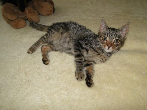 Koty do adopcji #adopcja #adopcje #Gliwice #kocięta #kot #kotki #koty #pomoc #przygarnę #schronisko #zaadoptuję #zwierzęta