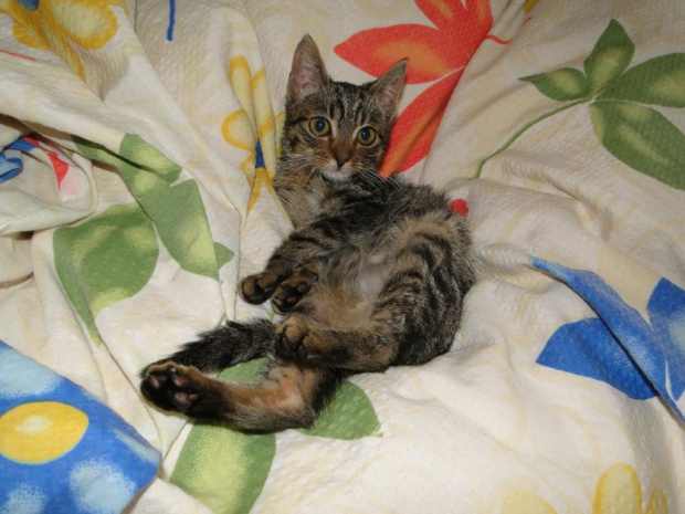 Koty do adopcji #adopcja #adopcje #Gliwice #kocięta #kot #kotki #koty #pomoc #przygarnę #schronisko #zaadoptuję #zwierzęta