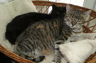 Koty do adopcji #adopcja #adopcje #Gliwice #kocięta #kot #kotki #koty #pomoc #przygarnę #schronisko #zaadoptuję #zwierzęta