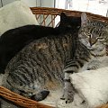 Koty do adopcji #adopcja #adopcje #Gliwice #kocięta #kot #kotki #koty #pomoc #przygarnę #schronisko #zaadoptuję #zwierzęta