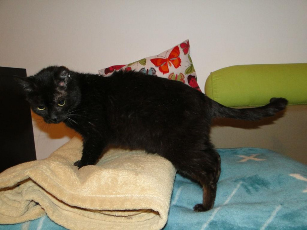 Koty do adopcji #adopcja #adopcje #Gliwice #kocięta #kot #kotki #koty #pomoc #przygarnę #schronisko #zaadoptuję #zwierzęta