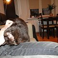 Koty do adopcji #adopcja #adopcje #Gliwice #kocięta #kot #kotki #koty #pomoc #przygarnę #schronisko #zaadoptuję #zwierzęta