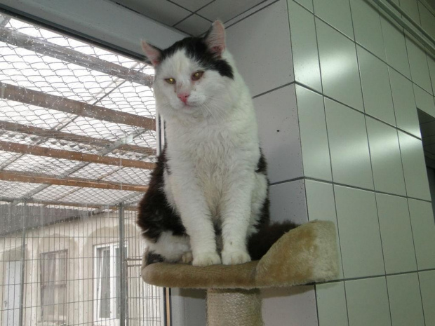 Koty do adopcji #adopcja #adopcje #Gliwice #kocięta #kot #kotki #koty #pomoc #przygarnę #schronisko #zaadoptuję #zwierzęta