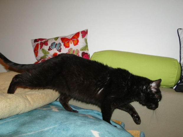 Koty do adopcji #adopcja #adopcje #Gliwice #kocięta #kot #kotki #koty #pomoc #przygarnę #schronisko #zaadoptuję #zwierzęta