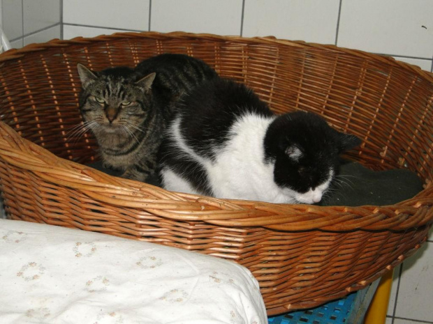 Koty do adopcji #adopcja #adopcje #Gliwice #kocięta #kot #kotki #koty #pomoc #przygarnę #schronisko #zaadoptuję #zwierzęta