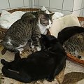 Koty do adopcji #adopcja #adopcje #Gliwice #kocięta #kot #kotki #koty #pomoc #przygarnę #schronisko #zaadoptuję #zwierzęta