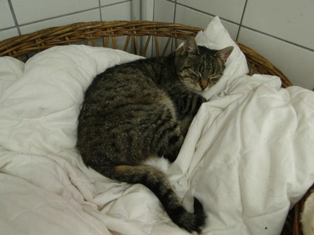 Koty do adopcji #adopcja #adopcje #Gliwice #kocięta #kot #kotki #koty #pomoc #przygarnę #schronisko #zaadoptuję #zwierzęta