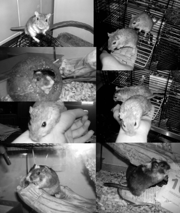 #gerbil #gerbile #KlubMyszorka #myszoskoczek #myszoskoczki