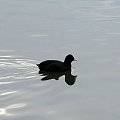 Łyska (Fulica atra)