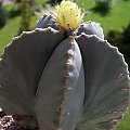 Astrophytum myriostigma f. nudum