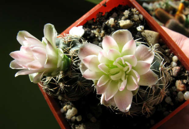 Gymnocalycium bruchii v. niveum #kaktusy #gymnocalycium #bruchii