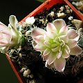 Gymnocalycium bruchii v. niveum #kaktusy #gymnocalycium #bruchii