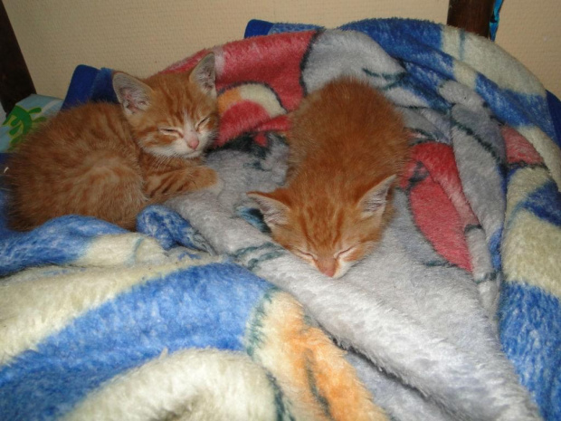 Koty do adopcji #adopcja #adopcje #Gliwice #kocięta #kot #kotki #koty #pomoc #przygarnę #schronisko #zaadoptuję #zwierzęta