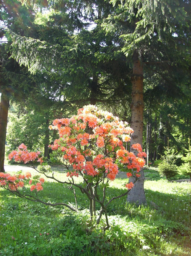 Przepiękny rododendron wita kuracjuszy.