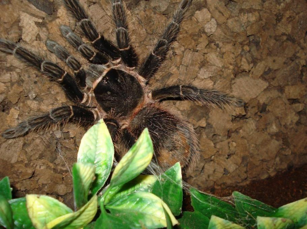 Lasiodora parahybana