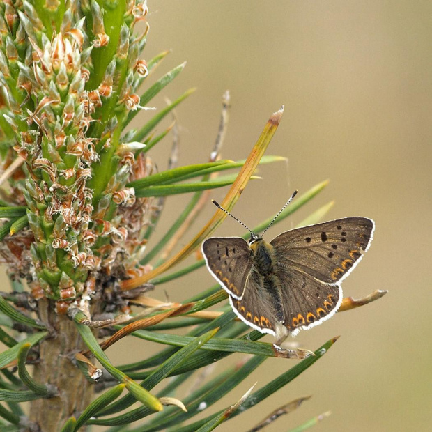 Czerwończyk uroczek (Lycaena tityrus)