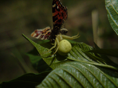 #motyl