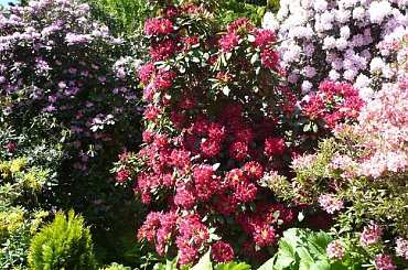 rododendrony :):) #kwiaty #azalie #rododendrony #arboretum