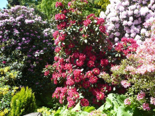 rododendrony :):) #kwiaty #azalie #rododendrony #arboretum