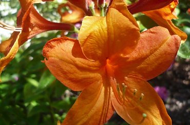 rododendrony i azalie #kwiaty #arboretum #rododendrony