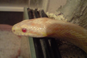 #corn #snake #snow #terrarium #węże