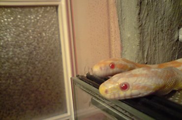 #corn #snake #snow #terrarium #węże