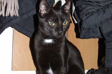 Koty do adopcji #adopcja #adopcje #Gliwice #kocięta #kot #kotki #koty #pomoc #przygarnę #schronisko #zaadoptuję #zwierzęta