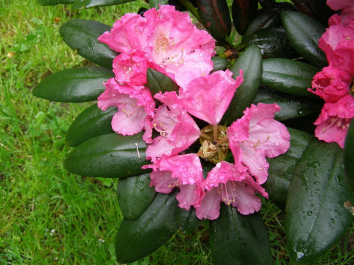 Wojciechowi nowy rozkwitnięty kwiatek rododendrona