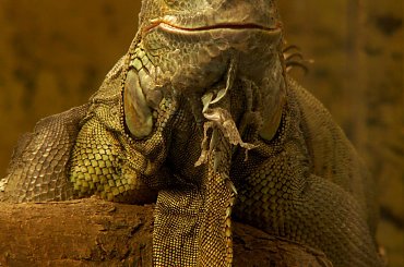 #gad #jaszczurka #zwierzę