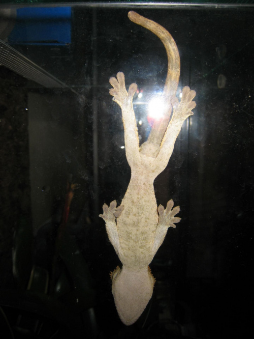 ciliatus