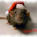 Gremlin życzy wesołych świąt #rat #rats #szczur #szczury