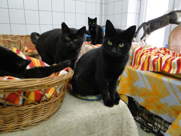 Koty do adopcji #adopcja #adopcje #Gliwice #kocięta #kot #kotki #koty #pomoc #przygarnę #schronisko #zaadoptuję #zwierzęta