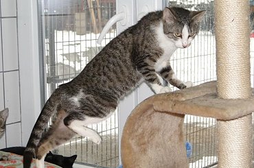 Koty do adopcji #adopcja #adopcje #Gliwice #kocięta #kot #kotki #koty #pomoc #przygarnę #schronisko #zaadoptuję #zwierzęta