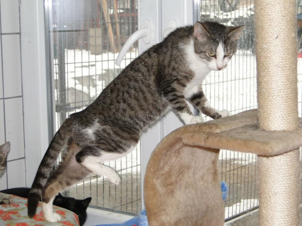 Koty do adopcji #adopcja #adopcje #Gliwice #kocięta #kot #kotki #koty #pomoc #przygarnę #schronisko #zaadoptuję #zwierzęta