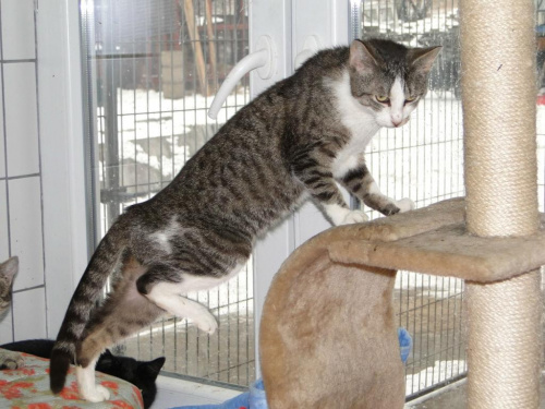 Koty do adopcji #adopcja #adopcje #Gliwice #kocięta #kot #kotki #koty #pomoc #przygarnę #schronisko #zaadoptuję #zwierzęta