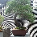 60-letnie bonsai