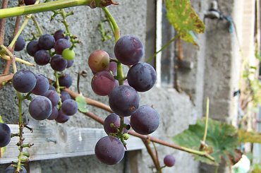 #przyroda #roślina #kwiat #winogrono