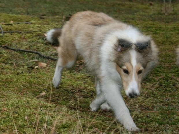 #OwczarekSzetlandzki #sheltie #szetland