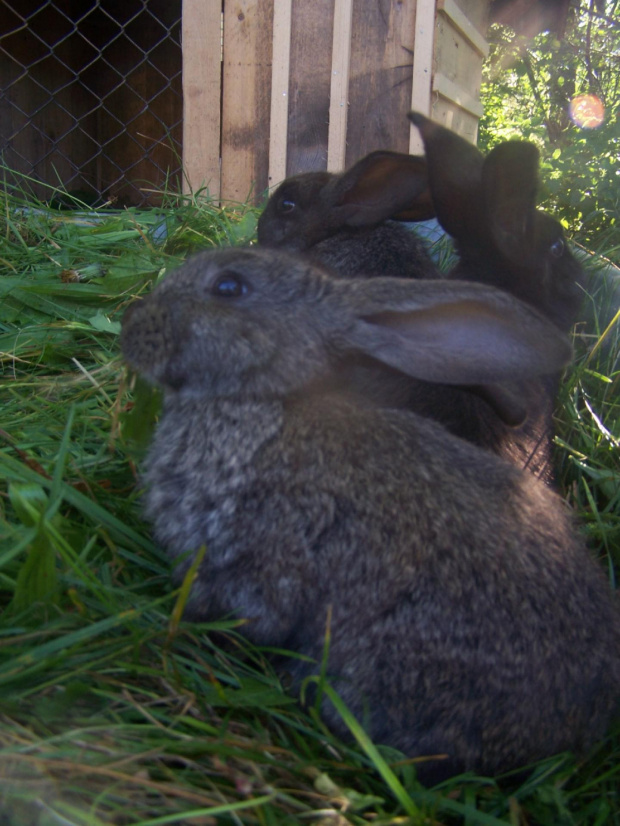 królik zwierzęta #wiosna #zwierzęta #królik
