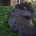 królik zwierzęta #wiosna #zwierzęta #królik