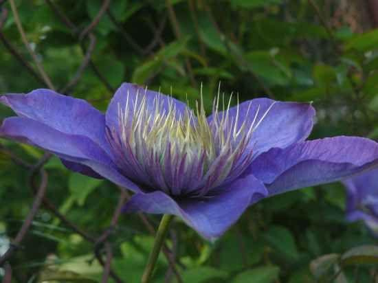 Clematis