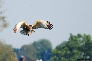 Trochę się porozgląda... #Kania #jastrząb #sroka #drapiżnik #ptak