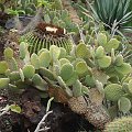 Kaktusy na Teneryfie #egzotyczne #Kaktus #roślinki #Teneryfa