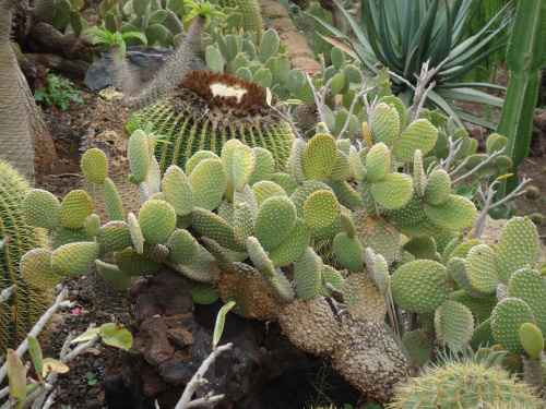 Kaktusy na Teneryfie #egzotyczne #Kaktus #roślinki #Teneryfa