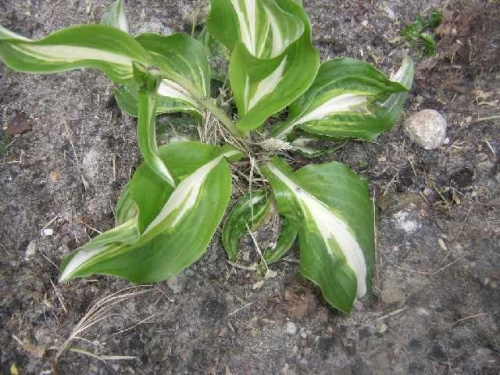 hosta zielona z białą pręgą